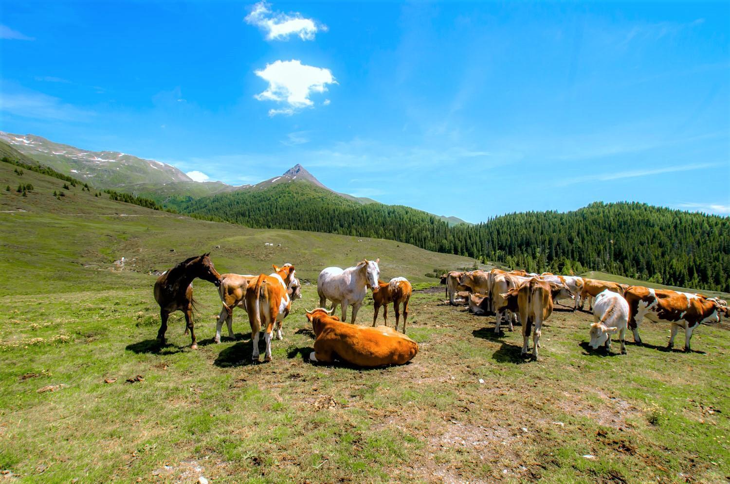 Brenta Dolomites Hotel วาซอน ภายนอก รูปภาพ